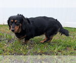 Small #1 Dachshund
