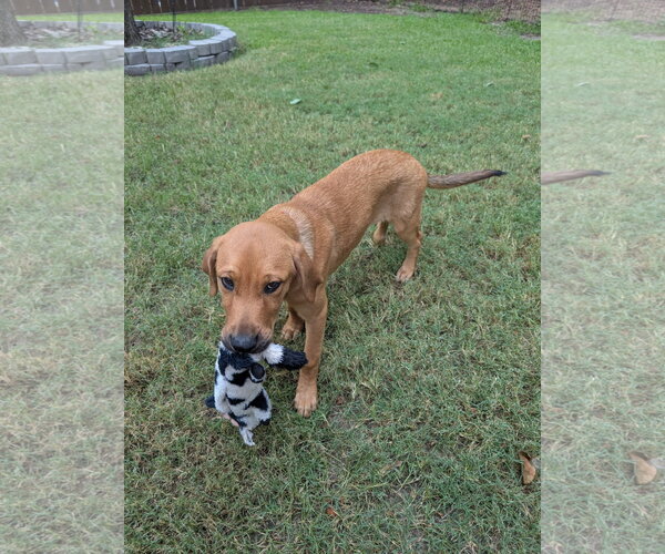 Medium Photo #2 Black Mouth Cur-Labrador Retriever Mix Puppy For Sale in Euless, TX, USA