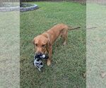 Small #1 Black Mouth Cur-Labrador Retriever Mix