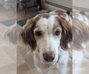 Brittany Dogs for adoption in Curwensville, PA, USA