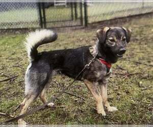 Mutt Dogs for adoption in Rochester, NY, USA