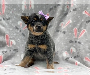 Australian Cattle Dog Puppy for sale in LAKELAND, FL, USA