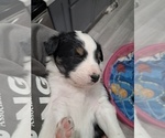 Small #1 Australian Shepherd