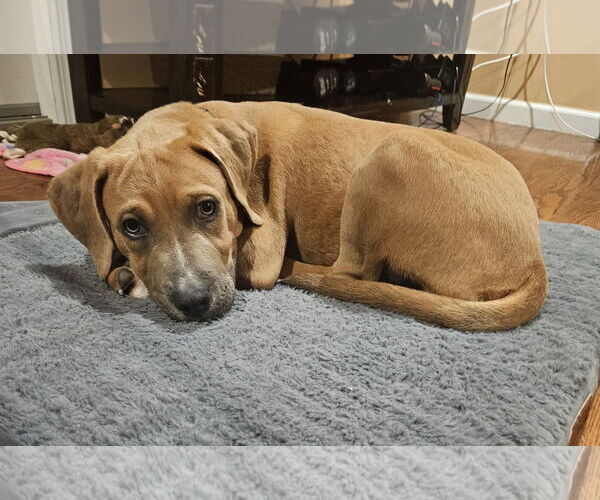Medium Photo #1 Retriever -Unknown Mix Puppy For Sale in Woodbury, NY, USA