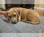 Small Retriever  Mix