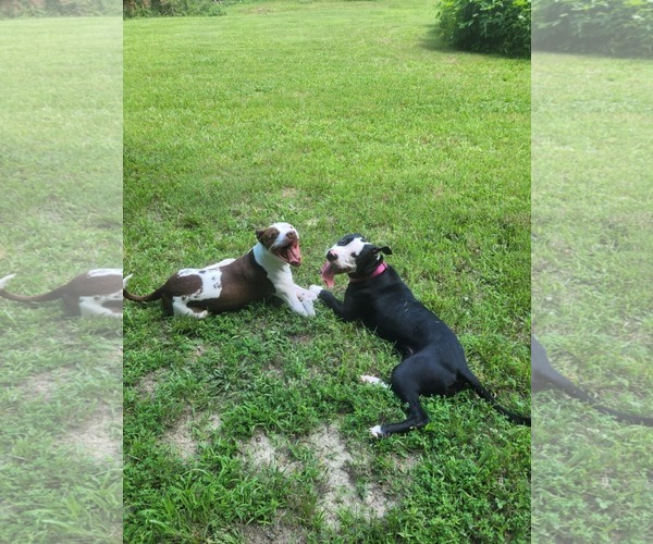 Medium Photo #13 American Pit Bull Terrier-Unknown Mix Puppy For Sale in Spotsylvania, VA, USA