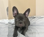 Puppy 1 French Bulldog