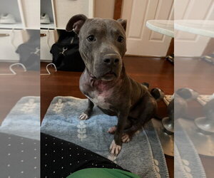 Mutt Dogs for adoption in Brewster, NY, USA