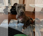 Small Mutt