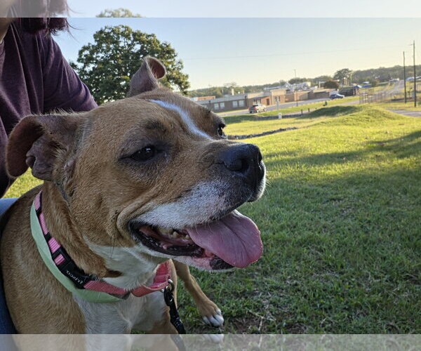 Medium Photo #12 Mutt Puppy For Sale in Rustburg, VA, USA