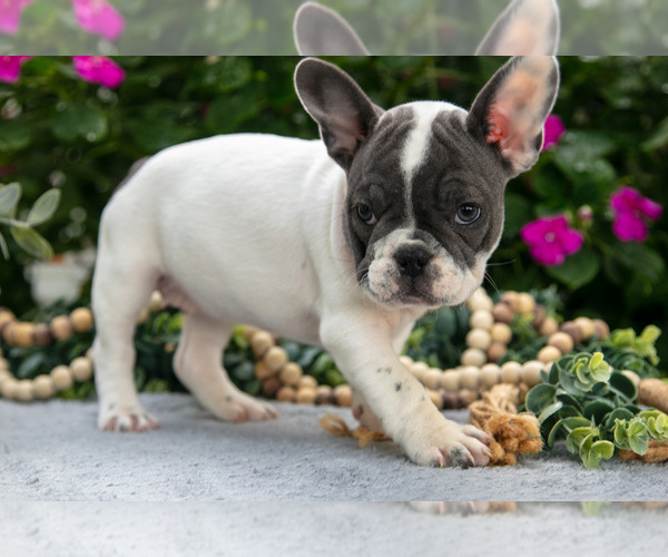 Medium Photo #1 French Bulldog Puppy For Sale in GRABILL, IN, USA