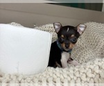 Small #10 Chihuahua