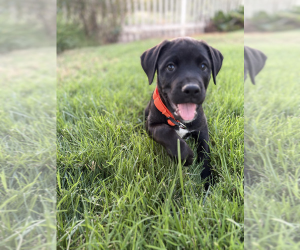 Medium Photo #7 Cane Corso-Doberman Pinscher Mix Puppy For Sale in MODESTO, CA, USA