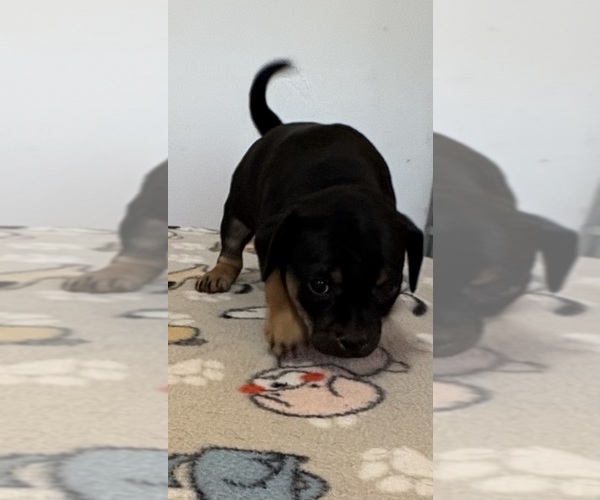 Medium Photo #4 Carlin Pinscher Puppy For Sale in COBB, WI, USA