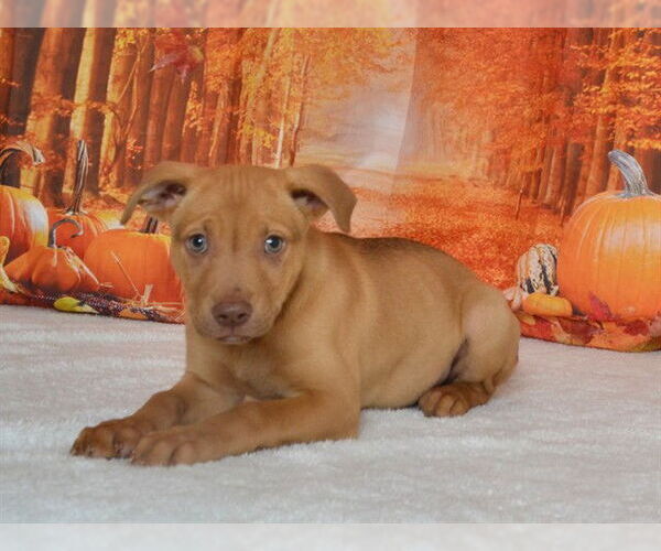 Medium Photo #1 Rhodesian Ridgeback-Unknown Mix Puppy For Sale in Oroville, CA, USA