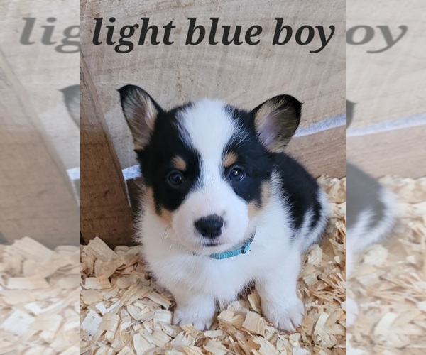 Medium Photo #5 Pembroke Welsh Corgi Puppy For Sale in MARCELINE, MO, USA