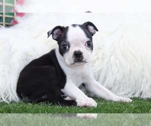 Boston Terrier Puppy for sale in MARIETTA, GA, USA