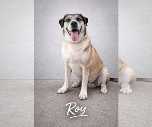 Siberian Husky-Unknown Mix Dogs for adoption in Pompano Beach , FL, USA