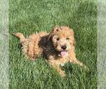 Small #3 Goldendoodle (Miniature)
