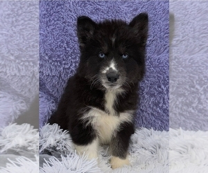 Siberian Husky Puppy for sale in SANDY HOOK, KY, USA