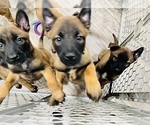 Small Photo #56 Belgian Malinois Puppy For Sale in REESEVILLE, WI, USA