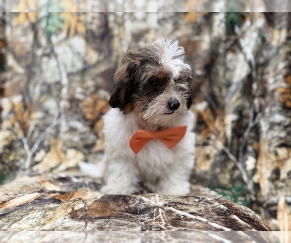 Medium Photo #6 ShihPoo Puppy For Sale in LAKELAND, FL, USA