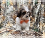 Small #5 ShihPoo