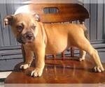 Small Photo #3 American Bully Puppy For Sale in DUQUESNE, PA, USA