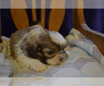 Small #2 Shih Tzu