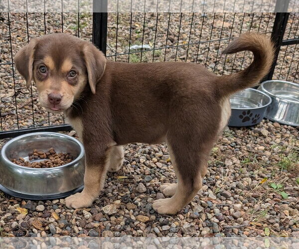 Medium Photo #2 Labrador Retriever-Unknown Mix Puppy For Sale in Des Moines, IA, USA