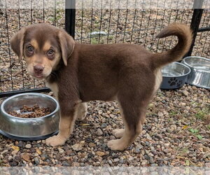 Stormy - Female Labrador Retriever-Unknown Mix Dog for Adoption - Photo #2