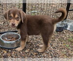 Small Photo #2 Labrador Retriever-Unknown Mix Puppy For Sale in Des Moines, IA, USA