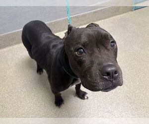 Mutt Dogs for adoption in Las Vegas, NV, USA