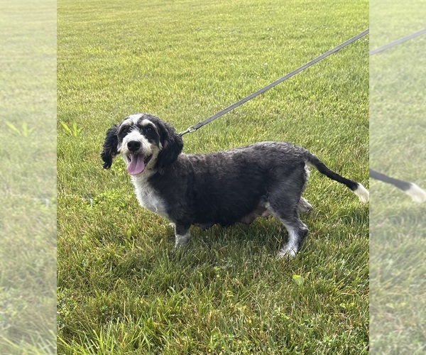 Medium Photo #1 Bernedoodle (Miniature) Puppy For Sale in MIDDLEBURY, IN, USA