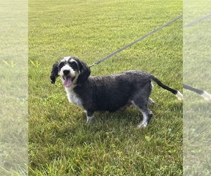 Mother of the Bernedoodle (Miniature) puppies born on 05/07/2026