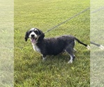 Small Photo #1 Bernedoodle (Miniature) Puppy For Sale in MIDDLEBURY, IN, USA