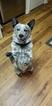 Small Photo #1 Australian Cattle Dog Puppy For Sale in ODESSA, FL, USA
