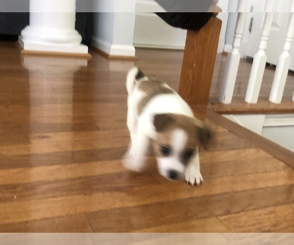 Medium Photo #17 Jack Russell Terrier Puppy For Sale in CHANTILLY, VA, USA