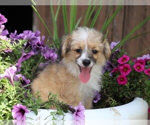 Miniature Australian Shepherd-Poodle (Toy) Mix Puppy for sale in FREDERICKSBG, OH, USA