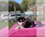 Small Photo #2 Siberian Husky Puppy For Sale in ANTIOCH, TN, USA