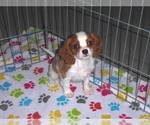 Small #8 Cavalier King Charles Spaniel