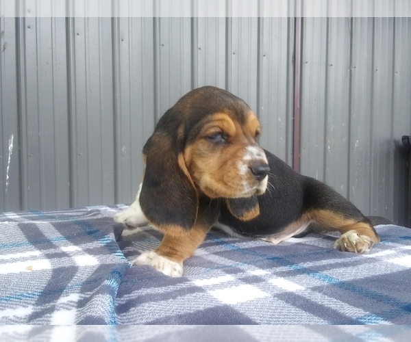 Medium Photo #29 Basset Hound Puppy For Sale in PETERSBURG, IN, USA