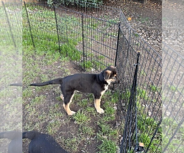 Medium Photo #8 German Shepherd Dog Puppy For Sale in SACRAMENTO, CA, USA