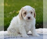 Small #2 Maltipoo
