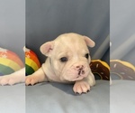Small #3 Faux Frenchbo Bulldog