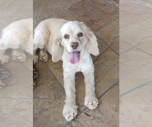 Cocker Spaniel Puppy for sale in TRINITY, NC, USA
