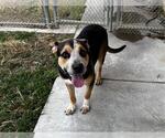 Small #2 American Staffordshire Terrier-German Shepherd Dog Mix