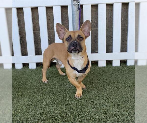 Medium Photo #1 Chihuahua-Unknown Mix Puppy For Sale in Modesto, CA, USA
