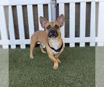 Small Chihuahua Mix