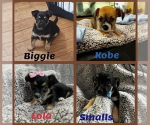 Chorkie Litter for sale in BROOKLYN, NY, USA